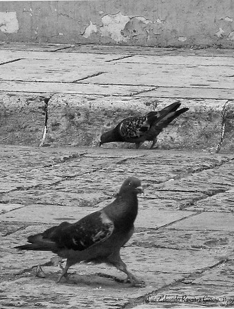 "dos Palomas" by Luis E