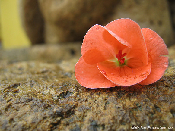 'On the rocks' by Eliazib