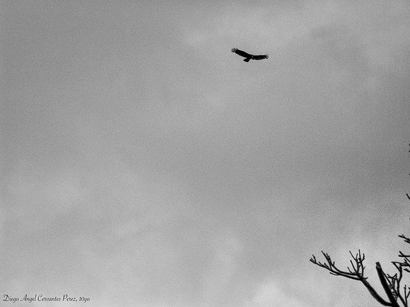 'Free' by Diego