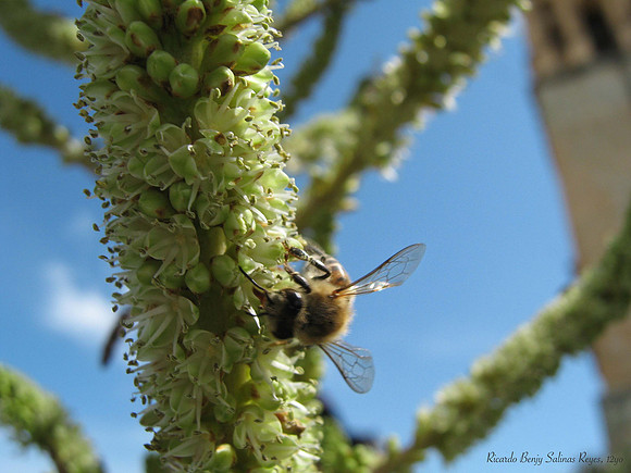 "The Infamous Bee" by Ricardo