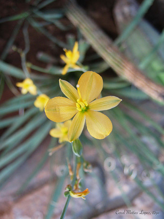 'Yellow Flower' by Coral