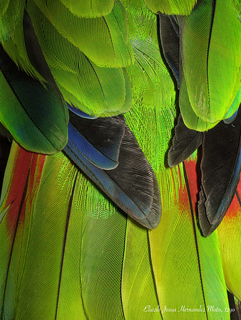 'Colours of Frida' by Eliazib