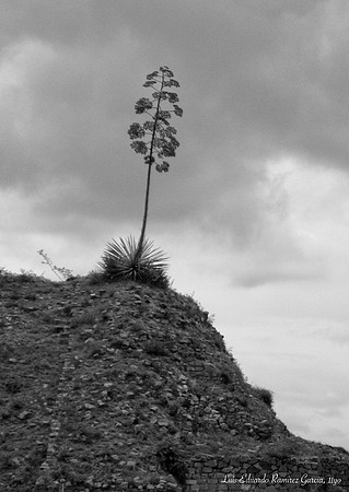 "Hill" by Luis E