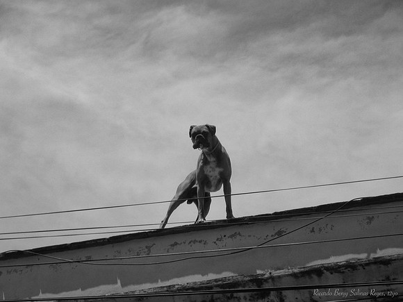 "On Guard" by Ricardo