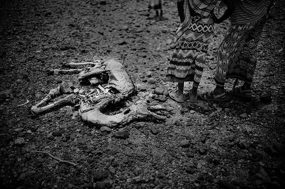 When camels start to die...