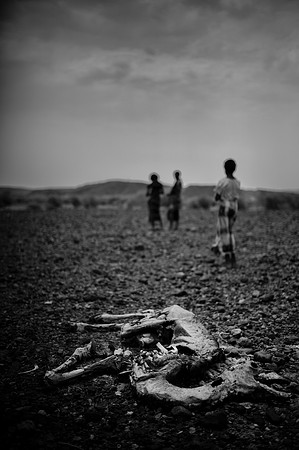 When a camel dies in the desert, it is a horribly blatant sign that things are not well.
