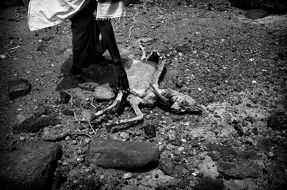 The stench of dead animals was putrid and pungent