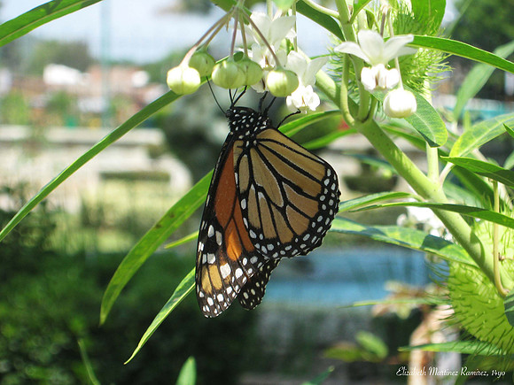 'la Mariposa' by Elizabeth